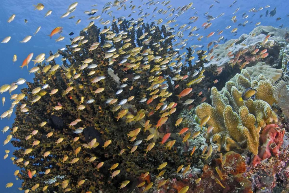 Fish swim past reef corals, Papua, Indonesia